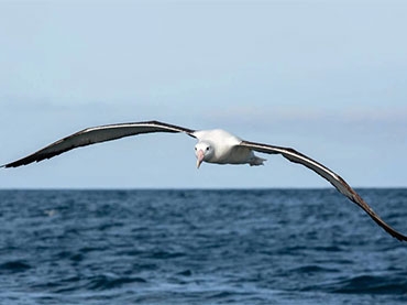 Albatross Colony